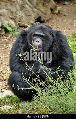 Schimpansen, manchmal umgangssprachlich Schimpansen, sind zwei erhaltene hominide Arten von Affen Stockfoto