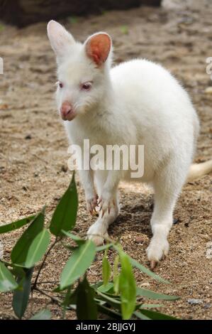 Wallaby ist ein kleines oder mittelgroßes Känguru, oft bunt und stammt aus Australien und Tasmanien. Stockfoto