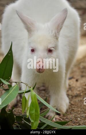 Wallaby ist ein kleines oder mittelgroßes Känguru, oft bunt und stammt aus Australien und Tasmanien. Stockfoto