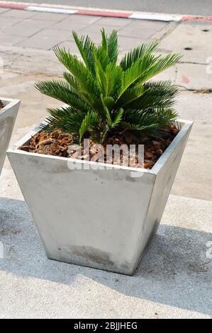 Cycads in Töpfen platziert Beton Baumschmuck. Stockfoto