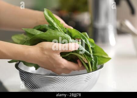 Weibliche Hände mit frischen Spinatblättern Stockfoto