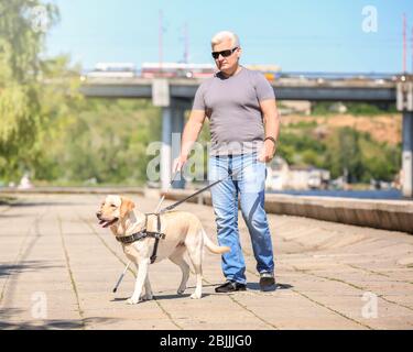 Blindenhund hilft Blinden auf der Böschung Stockfoto