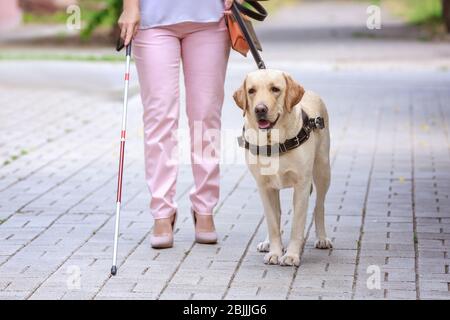 Blindenhund hilft Blinde in der Stadt Stockfoto