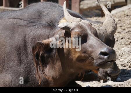 Buffaloo mit Hörnern - auf dem Boden liegend Stockfoto