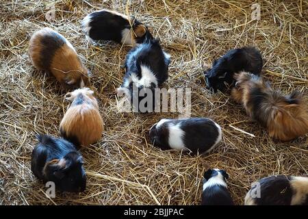 Meerschweinchen - Haustiere Stockfoto