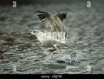 Möwenhering (Larus argentatus), unreif im Flug, Hafen von Båtsfjord, Varanger, Arktisches Norwegen Stockfoto