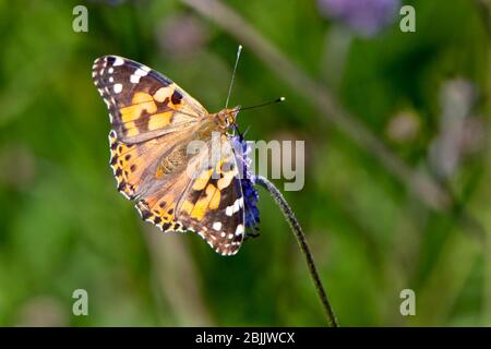 Bemalte Schmetterling Dame (Vanessa cardui), Nektaring, Cornwall, England, Großbritannien. Stockfoto