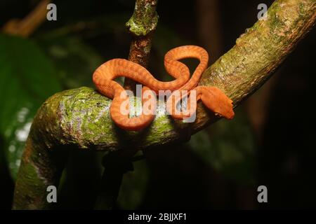 Boiga nigriceps oder Schwarzkopfkatzenschlange ist eine Art Schlange aus Südostasien. Sie bewohnt den primären und sekundären Tieflandregenwald. Stockfoto