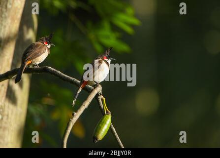 Ein Paar Red Whiskered Bulbuls auf einem Ast eines Baumes - fotografiert im Außenskirt von Coonoor (Tamil Nadu, Indien) Stockfoto