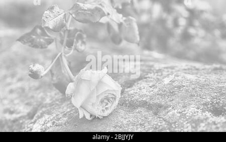 Schöne weiße Rose auf hellem Hintergrund. Ideal für Grußkarten für Hochzeit, Geburtstag, Valentinstag, Muttertag, Sympathie-Karte Stockfoto