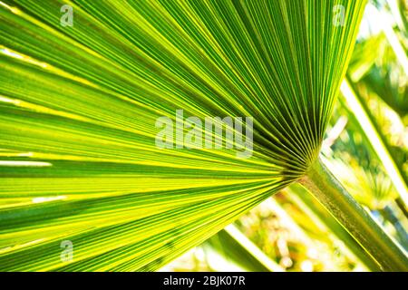 In der Nähe der natürlichen wachsenden Green Palm Textur Hintergrund verlassen Stockfoto