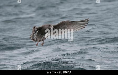 Möwenhering (Larus argentatus), unreif im Flug mit einem Fischkopf, Båtsfjord, Varanger, Arktisches Norwegen Stockfoto