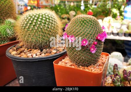 Kaktus in den kleinen Töpfen blüht rosa. Stockfoto