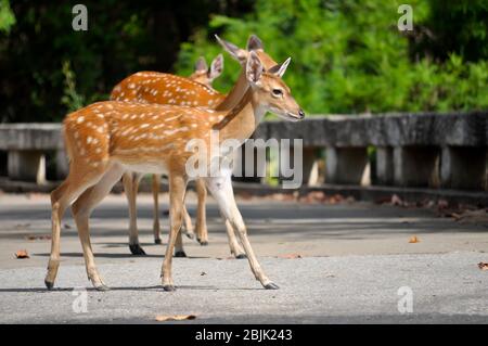 Sika Hirsche gehen auf der Straße. Stockfoto