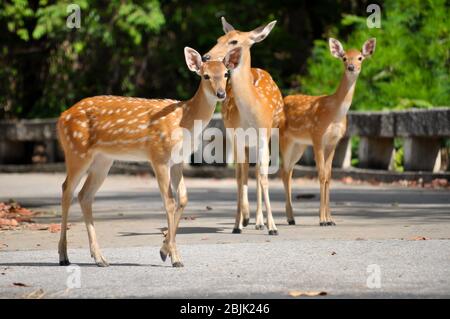Sika Hirsche gehen auf der Straße. Stockfoto