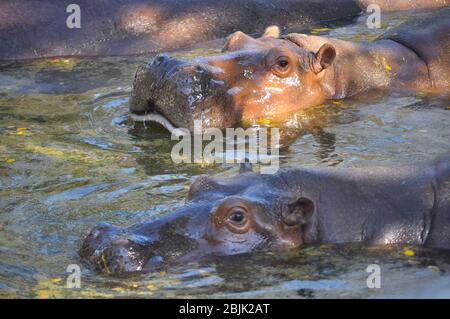 Nilpferde sind ein semi-aquatisches Säugetier, das normalerweise flache Seen, Flüsse und Sümpfe bewohnt. Stockfoto
