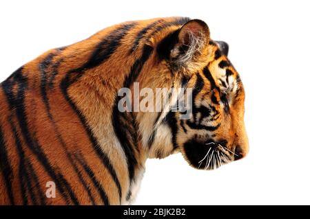 Das Gesicht rechts von bengalen Tiger Stockfoto