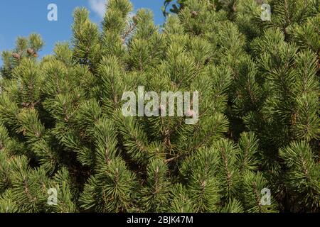 Zwergkiefer (Pinus mugo 'Mops') in einem Garten im ländlichen Devon, England, Großbritannien Stockfoto