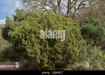 Zwergkiefer (Pinus mugo 'Mops') in einem Garten im ländlichen Devon, England, Großbritannien Stockfoto