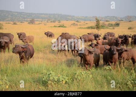 Touristenzentren in Uganda, Zentralafrika. Stockfoto