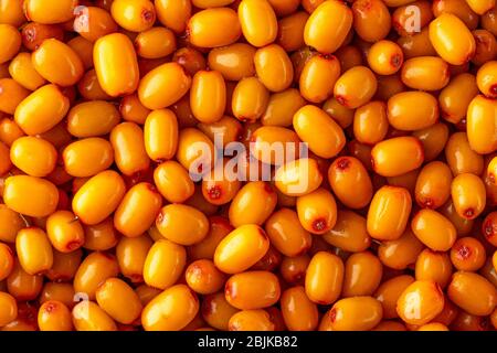 Hintergrund aus einer Vielzahl von verstreuten frischen Sanddornbeeren. Reife orange Sanddornbeeren. Stockfoto
