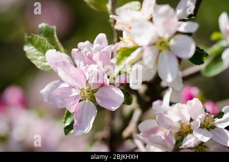 Prunus tomentosa, im Frühling auf dem Land in Deutschland, Westeuropa, als Nanking Cherry bekannt Stockfoto