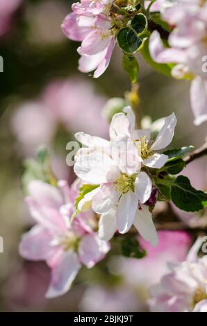 Prunus tomentosa, im Frühling auf dem Land in Deutschland, Westeuropa, als Nanking Cherry bekannt Stockfoto