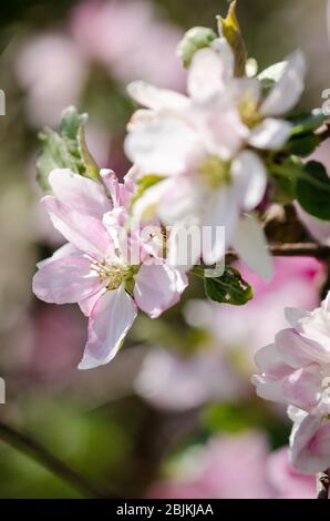 Prunus tomentosa, im Frühling auf dem Land in Deutschland, Westeuropa, als Nanking Cherry bekannt Stockfoto