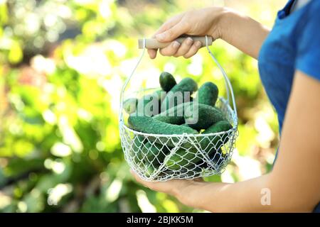 Junge Frau mit Korb mit frischen Gurken im Garten Stockfoto