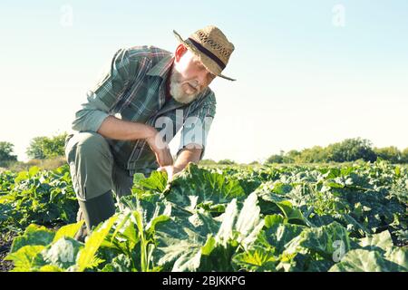 Landwirt im Bereich Stockfoto