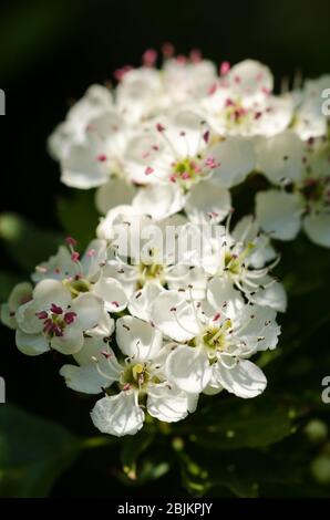 Prunus tomentosa, im Frühling auf dem Land in Deutschland, Westeuropa, als Nanking Cherry bekannt Stockfoto