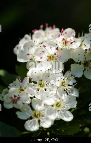 Prunus tomentosa, im Frühling auf dem Land in Deutschland, Westeuropa, als Nanking Cherry bekannt Stockfoto