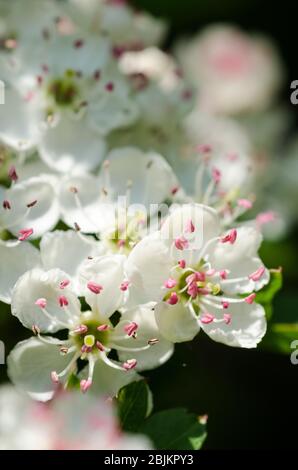 Prunus tomentosa, im Frühling auf dem Land in Deutschland, Westeuropa, als Nanking Cherry bekannt Stockfoto