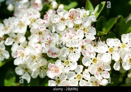 Prunus tomentosa, im Frühling auf dem Land in Deutschland, Westeuropa, als Nanking Cherry bekannt Stockfoto