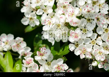 Prunus tomentosa, im Frühling auf dem Land in Deutschland, Westeuropa, als Nanking Cherry bekannt Stockfoto