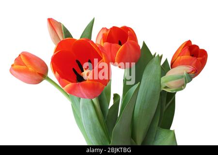 Schönes Bouquet von orangefarbenen Tulpen (Lilienfamilie, Liliaceae) im Fokus ist die mittlere Blume, isoliert auf weißem Hintergrund. Deutschland Stockfoto