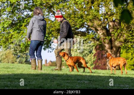 UK Wetter, Northampton, 30. April 2020. Am frühen Morgen spazieren Sie in der Sonne für dieses Paar und ihre ungarischen Visla Haustier Hunde in Abington Park, was sehr ruhig ist aufgrund des Coronavirus. Kredit: Keith J Smith/Alamy Live News Stockfoto