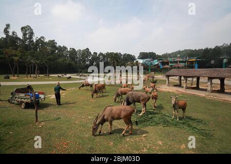 Guangzhou, Chinas Provinz Guangdong. April 2020. Ein Mitarbeiter füttert Tiere im Chimelong Safari Park in Guangzhou, Südchina Provinz Guangdong, 30. April 2020. Der Park wurde am Donnerstag wieder für die Öffentlichkeit geöffnet. Kredit: Lu Ye/Xinhua/Alamy Live News Stockfoto