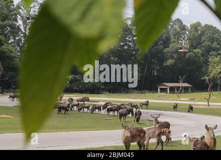 Guangzhou, Chinas Provinz Guangdong. April 2020. Seilbahnen sind über Tieren im Chimelong Safari Park in Guangzhou, Südchina Provinz Guangdong, 30. April 2020 gesehen. Der Park wurde am Donnerstag wieder für die Öffentlichkeit geöffnet. Kredit: Lu Ye/Xinhua/Alamy Live News Stockfoto