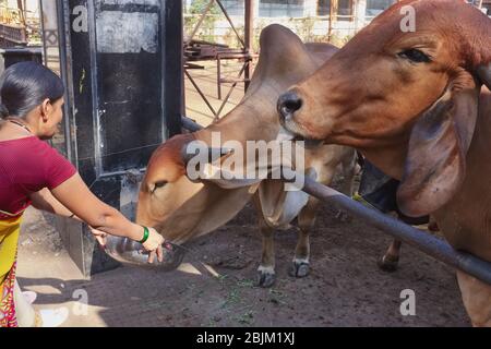 In einem Go-Shala (goshala) oder Cow Shelter in Panjrapole, Bhuleshwar, Mumbai, Indien, füttert eine Hindu-Frau Kühe und Stiere Stockfoto