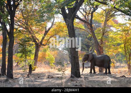 Elefant genießt Staubbad in Simbabwen Teakholz Wald, Hwange NP Stockfoto