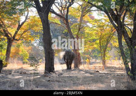 Elefant genießt Staubbad in Simbabwen Teakholz Wald, Hwange NP Stockfoto