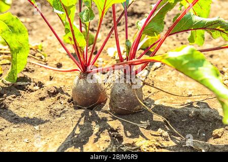 Rüben wachsen im Garten Stockfoto