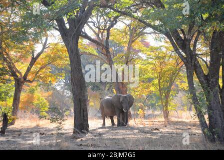 Elefant genießt Staubbad in Simbabwen Teakholz Wald, Hwange NP Stockfoto