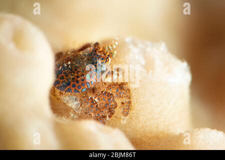 Korallenbauch (Pseudocryptochirus viridis). Unterwassermakro-Fotografie aus Romblon, Philippinen Stockfoto