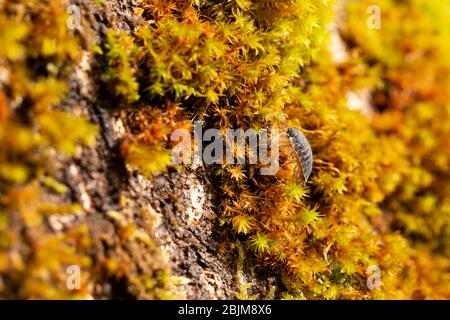 Das Holzhaus auf dem Moos des Baumes, im Garten in England, Großbritannien. Stockfoto