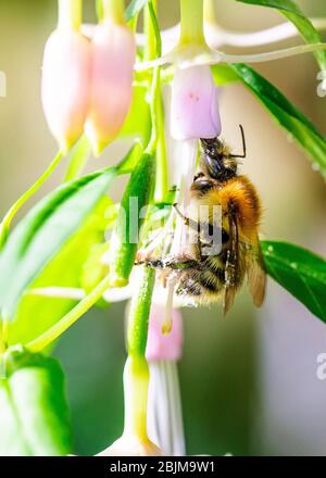 Biene sammelt Pollen von einer Fuschia Pflanze in einem Garten in England, Großbritannien Stockfoto