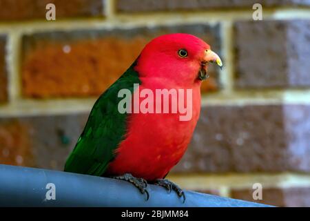 Männlicher Königspapagei, Alisterus scapularis Stockfoto