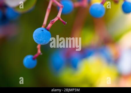 Nahaufnahme von rohen Johannisbeeren auf den Ästen auf grünem Hintergrund. Stockfoto