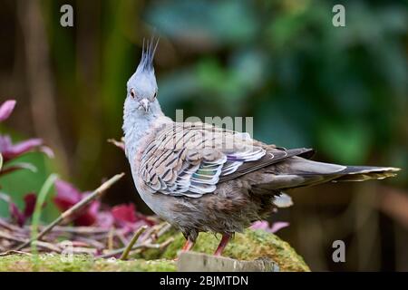 Schelltaubenvogel Nahaufnahme (Ocyphaps lophores) Stockfoto